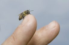 Dùng ong châm trực tiếp lên vùng khớp đang bị đau nhức