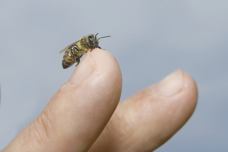 Dùng ong châm trực tiếp lên vùng khớp đang bị đau nhức