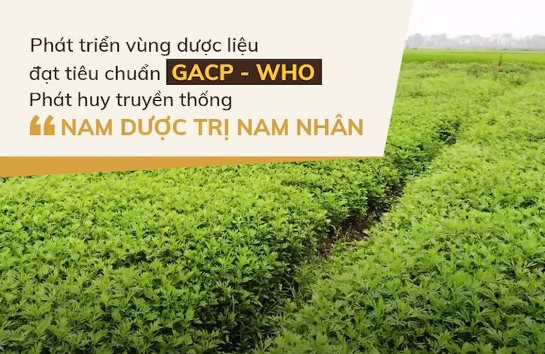 Cận cảnh vườn dược liệu của nhà thuốc tại các tỉnh Hòa Bình, Hưng Yên và Hà Nội