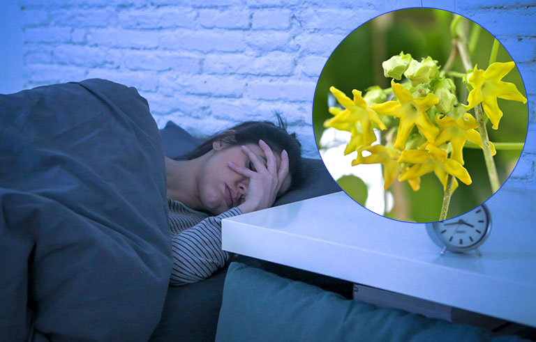 Cách chữa mất ngủ bằng hoa thiên lý