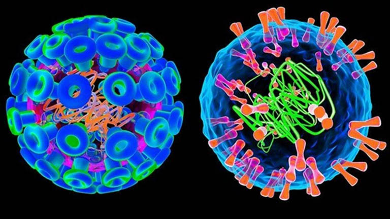 Virus Herpes Simplex loại 1 (HSV-1) và virus Herpes Simplex loại 2 (HSV-2)